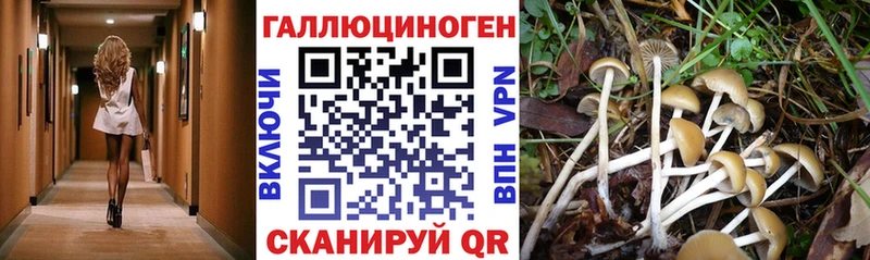 ОМГ ОМГ зеркало  как найти наркотики  Большой Камень  Псилоцибиновые грибы Psilocybine cubensis 